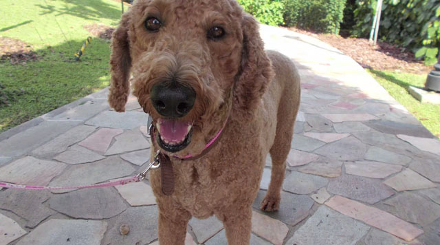 Screen-Shot-2015-05-17-at-8.20.15-AM