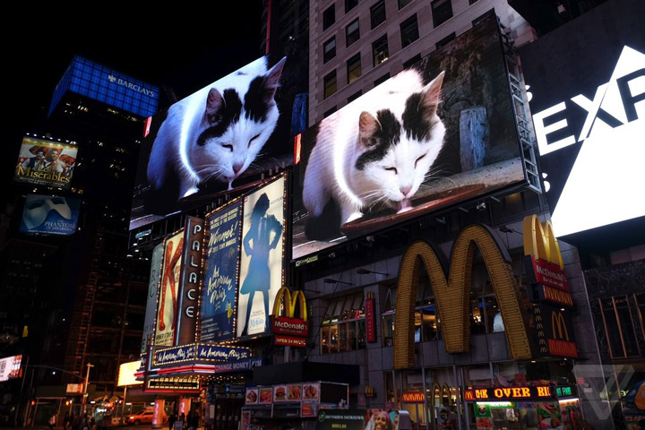 cat-timesquare-1