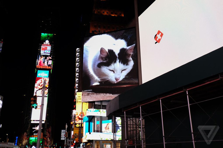 cat-timesquare-2