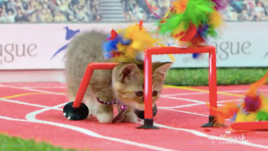 cat-olympics-1
