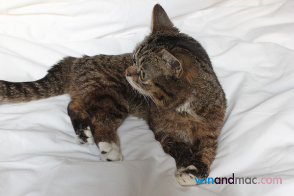 lil-bub-us-exclusive-interview15