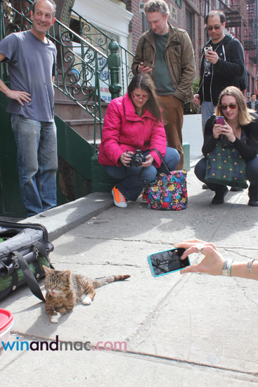 lil-bub-us-exclusive-interview14