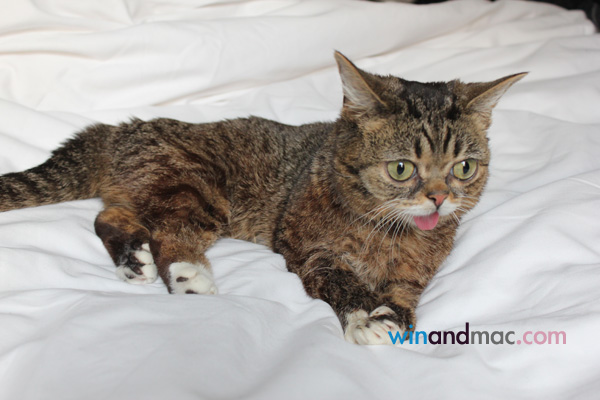 lil-bub-us-exclusive-interview2