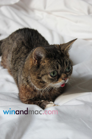 lil-bub-us-exclusive-interview4