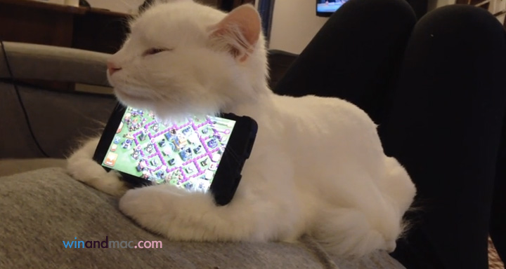 cat-phone