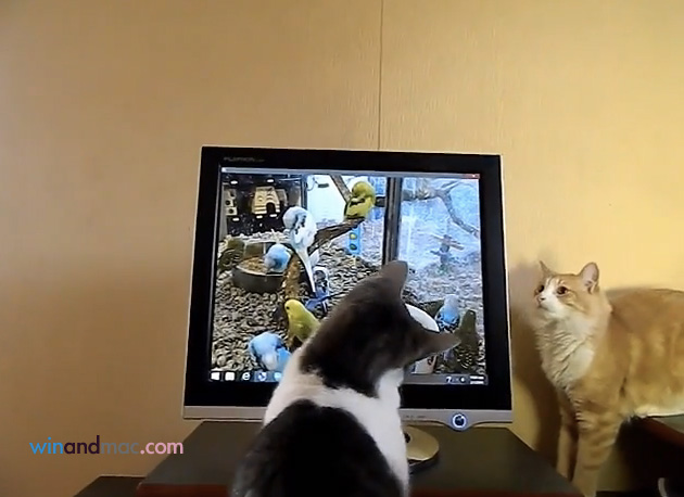 computer-screen-scratched-by-cat