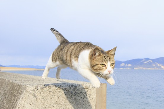 flying-cat-1