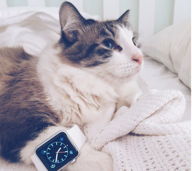 cat-apple-watch-1