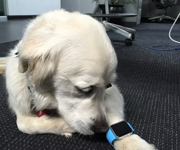 cat-apple-watch-2-dog