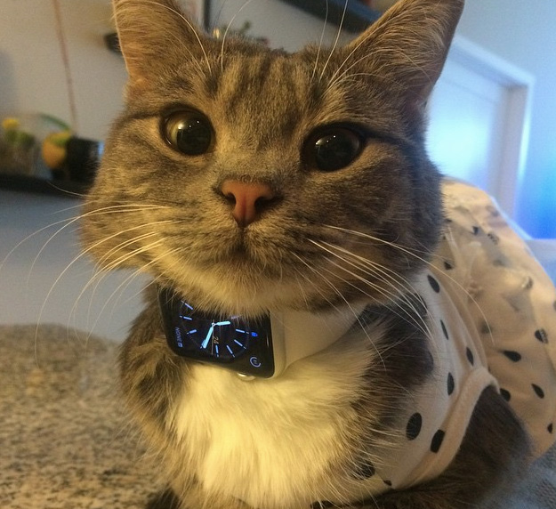 cat-apple-watch-3