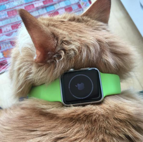 cat-apple-watch-4