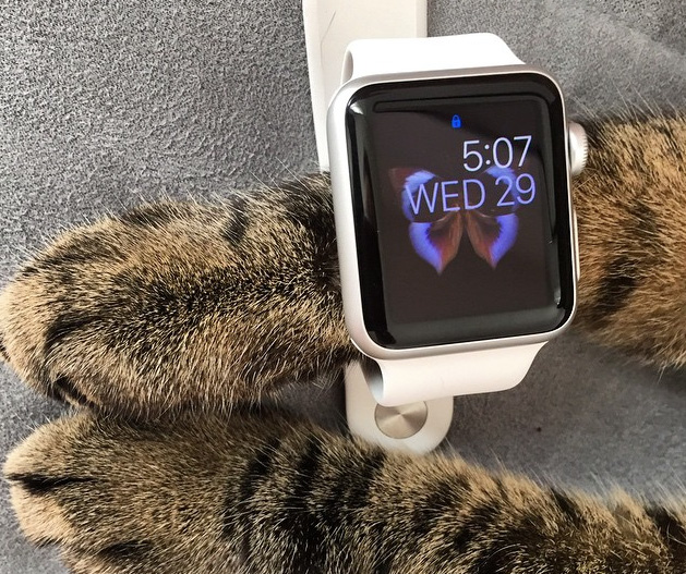cat-apple-watch-5