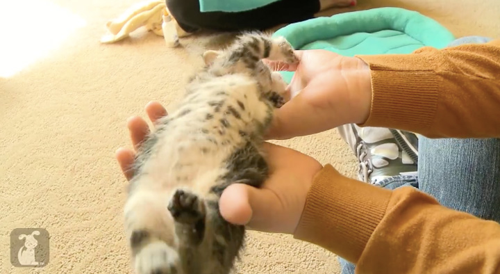 cat-rubbing