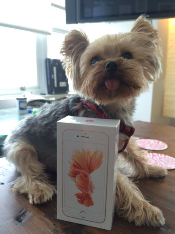 iphone-6s-cutedog